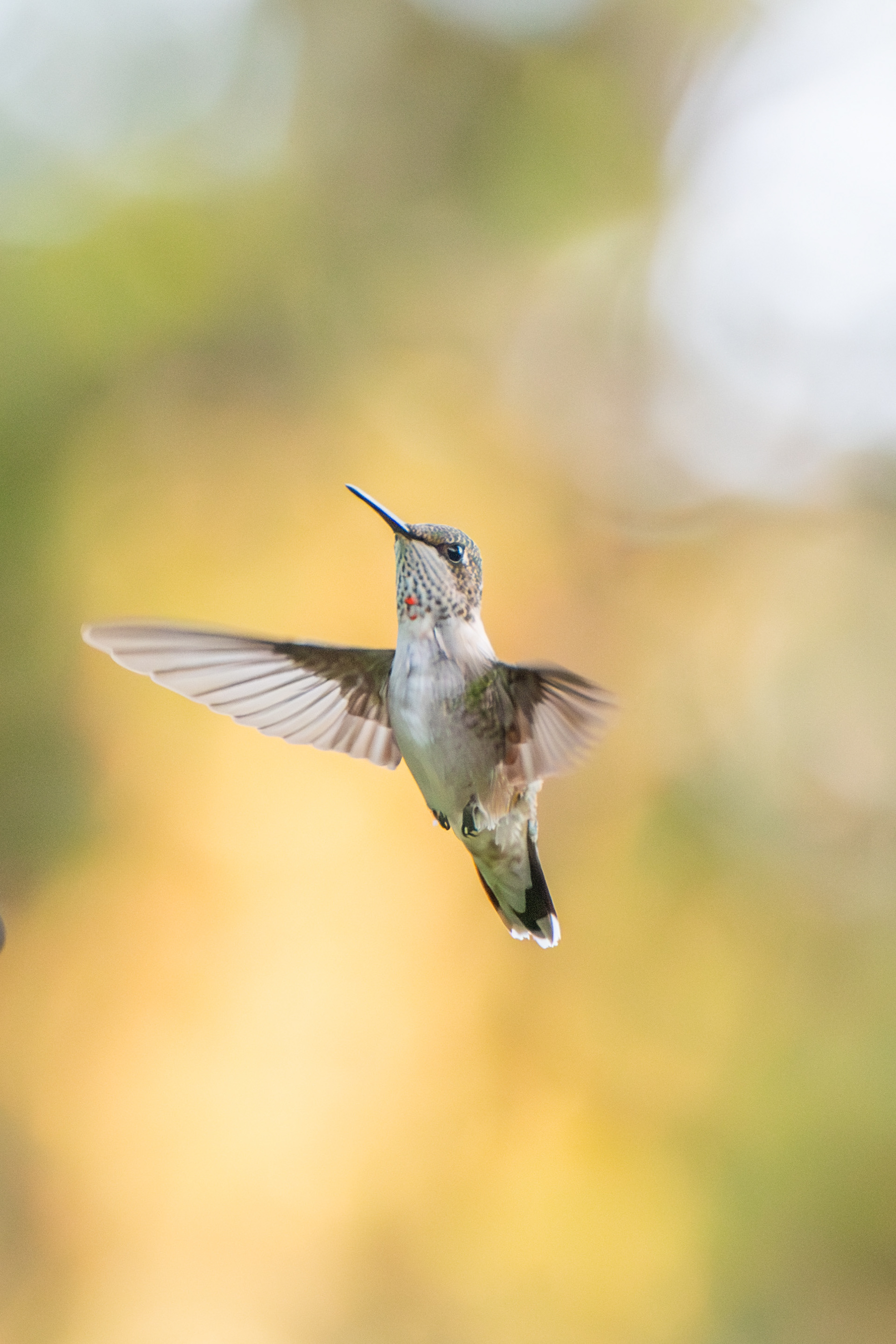 Ruby-throated Hummingbird