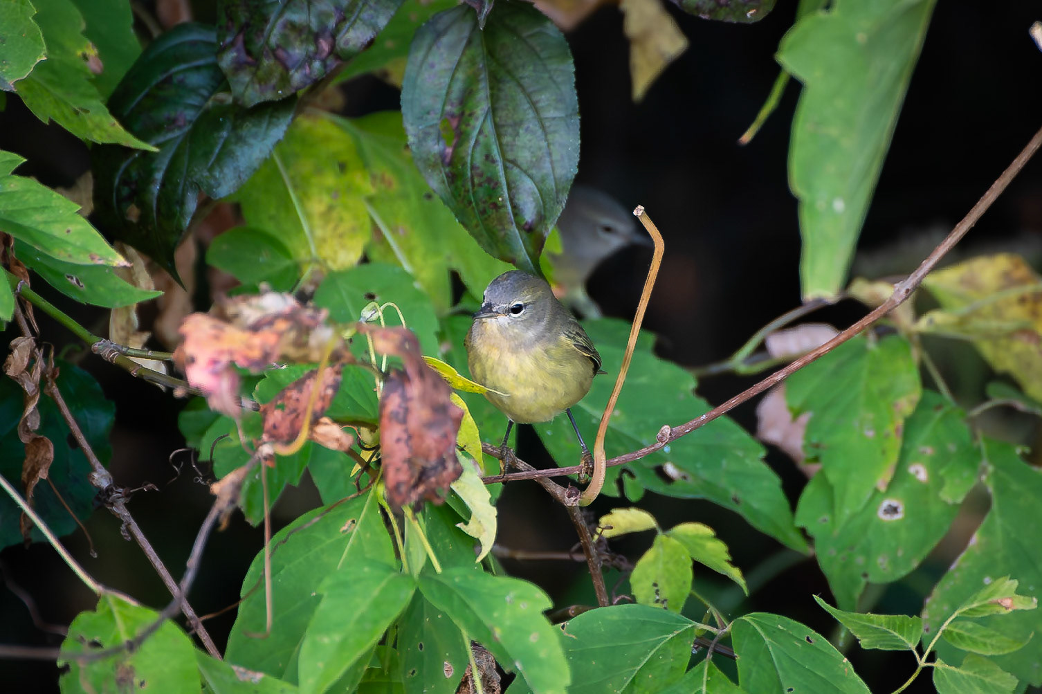 Orange Crowned Warbler