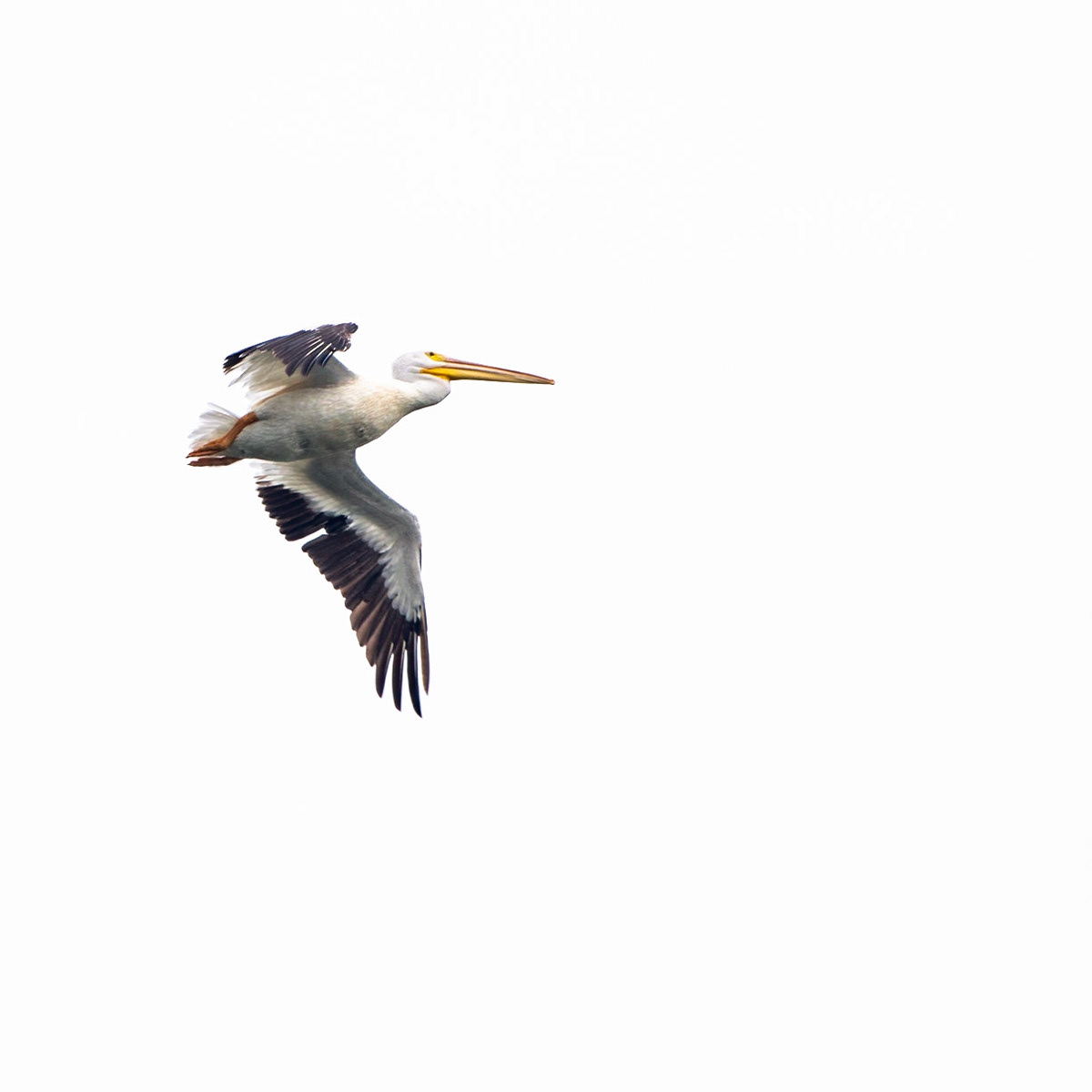 American Pelican