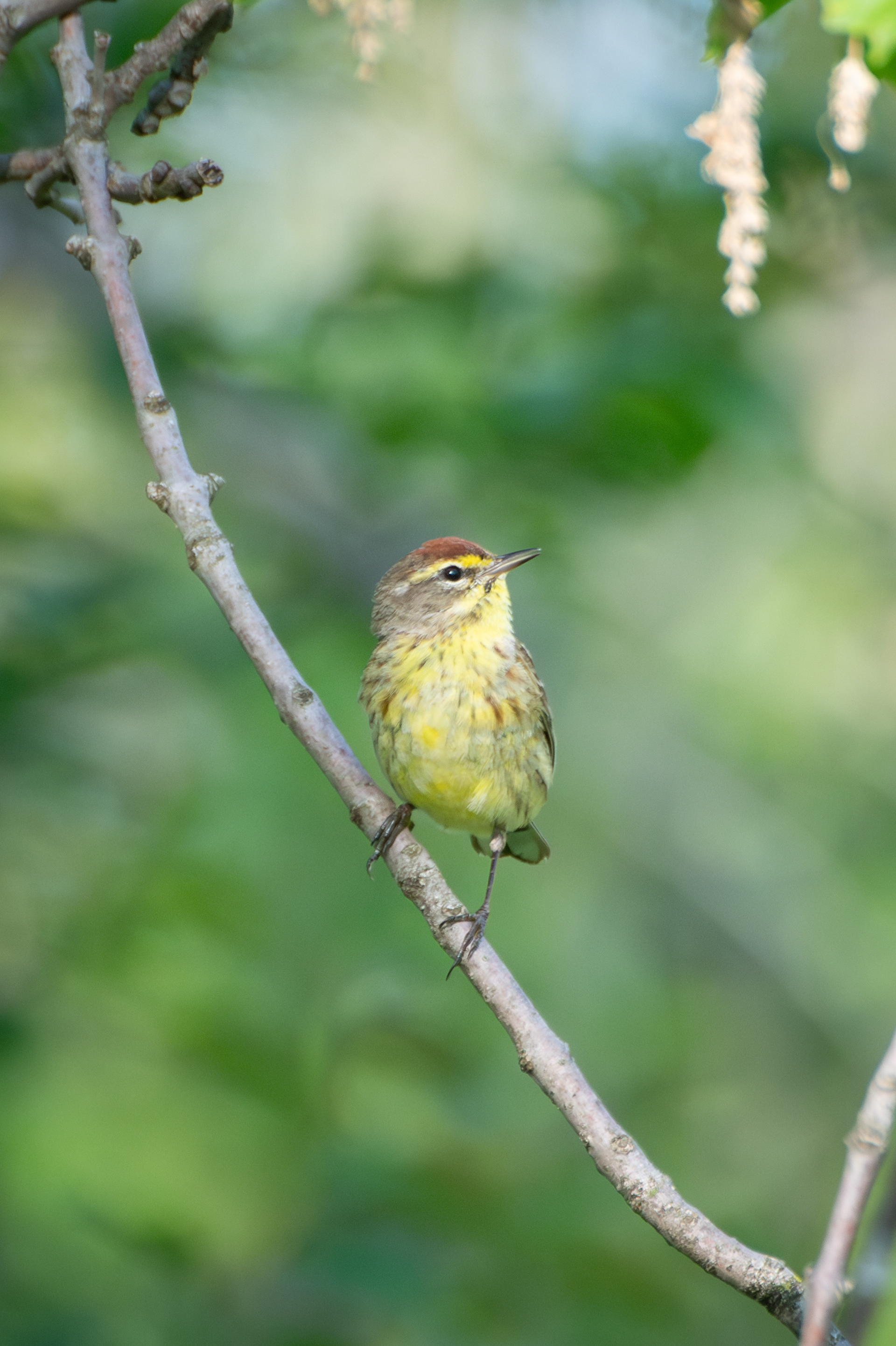 Palm Warbler