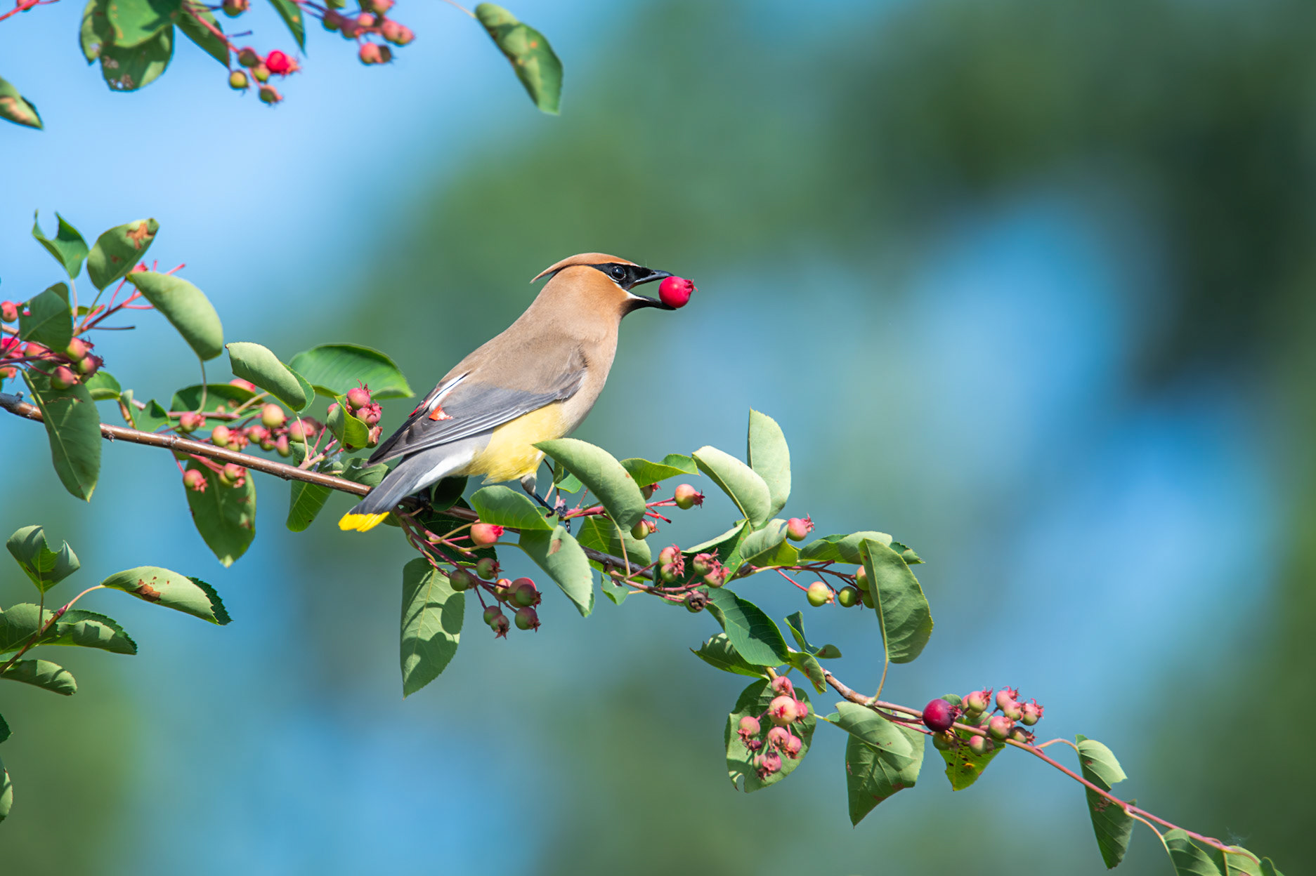 Cedar Waxwing