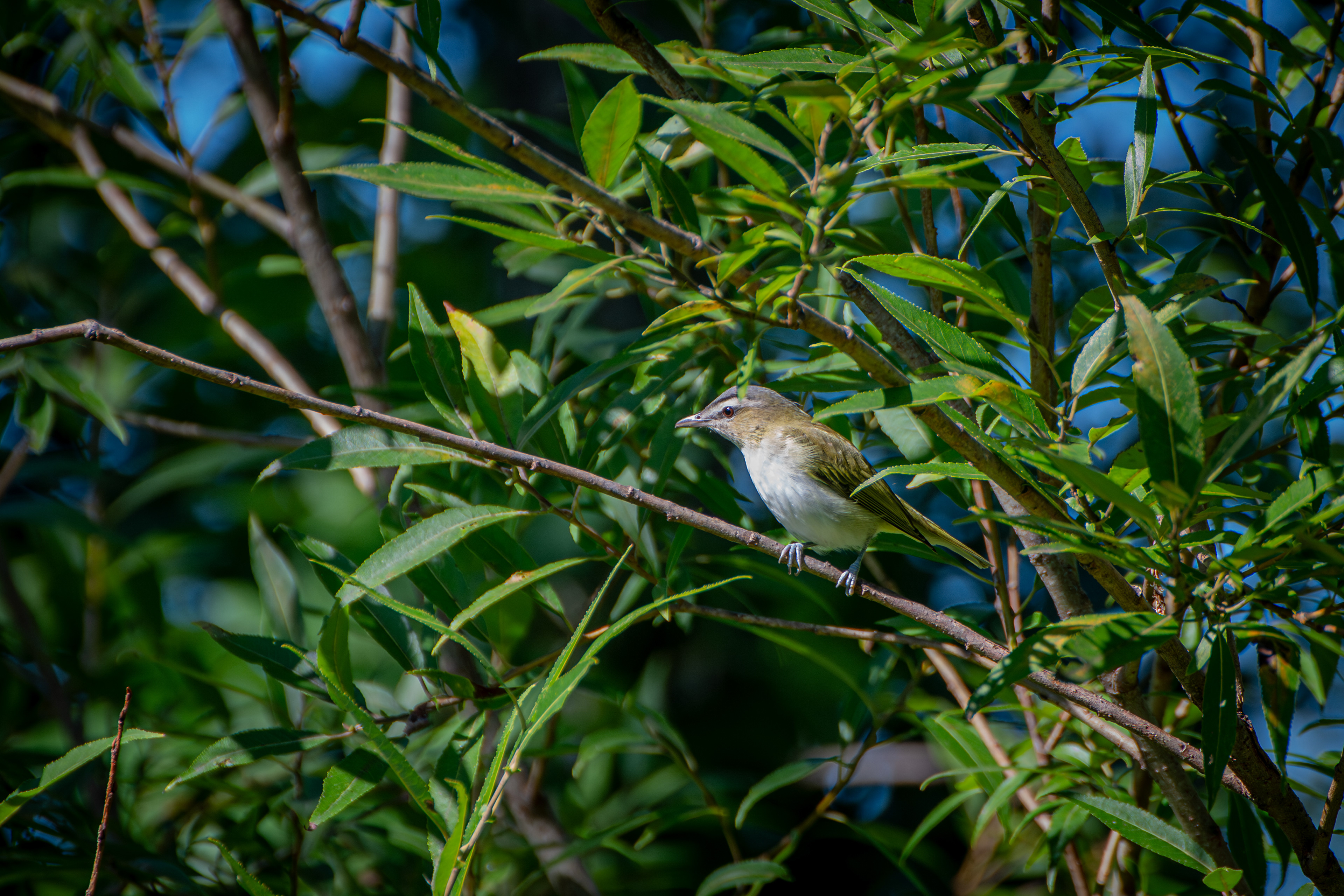 Red-eyed Vireo