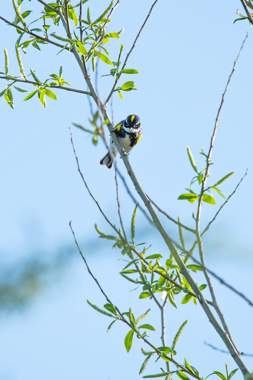 Yellow Rumped Warbler