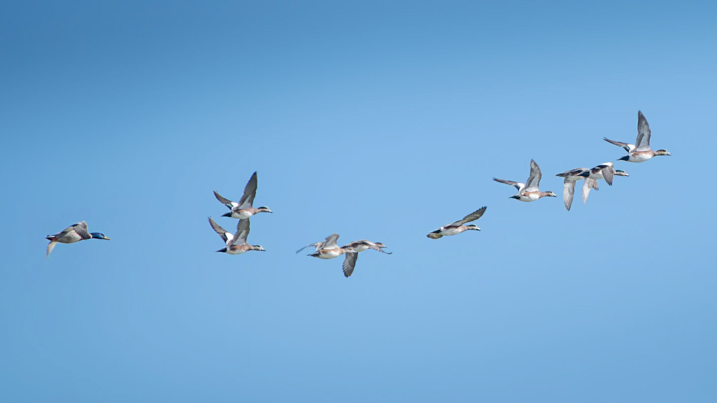 American Wigeon