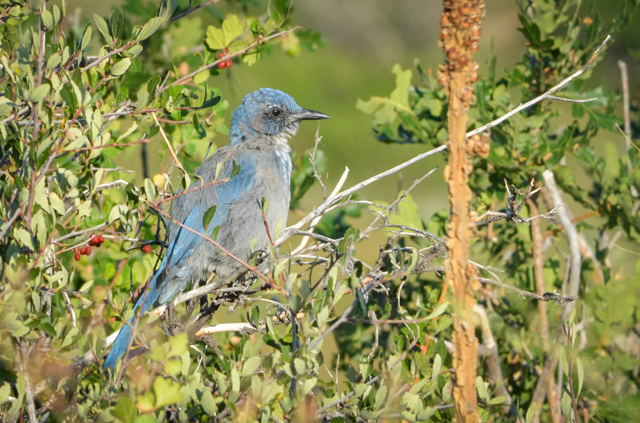 Western Scrub Jay