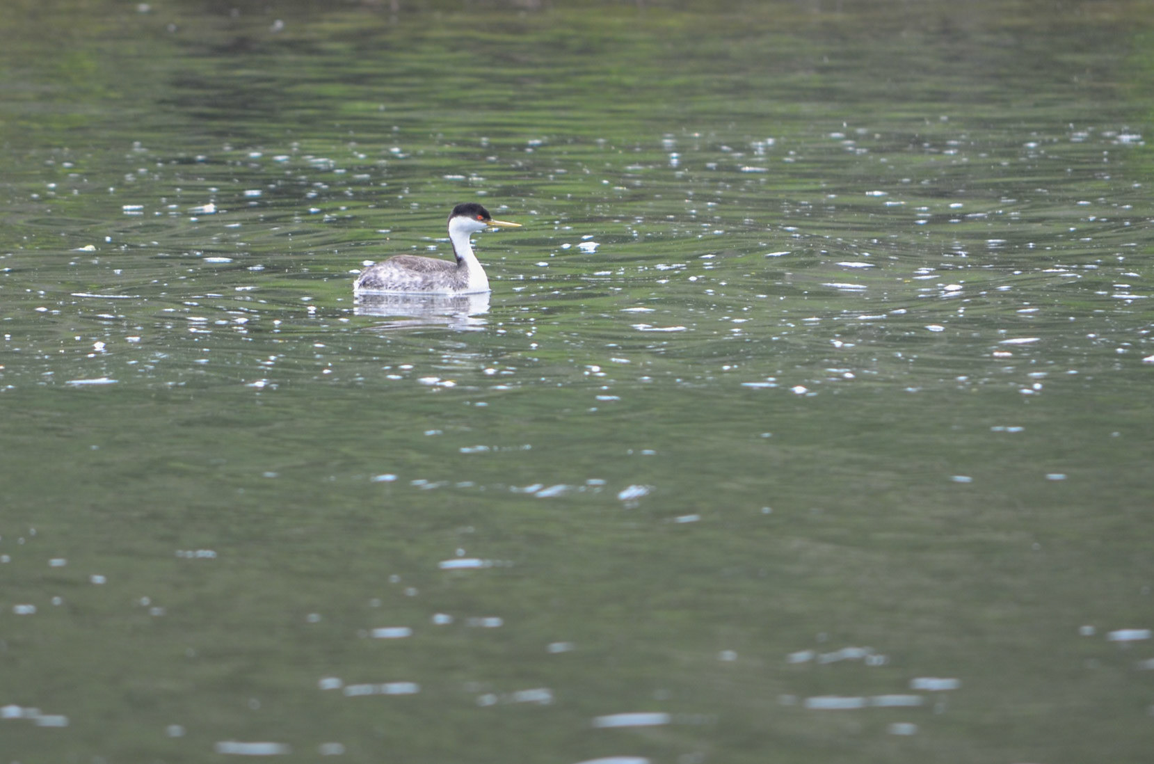 Western Grebe