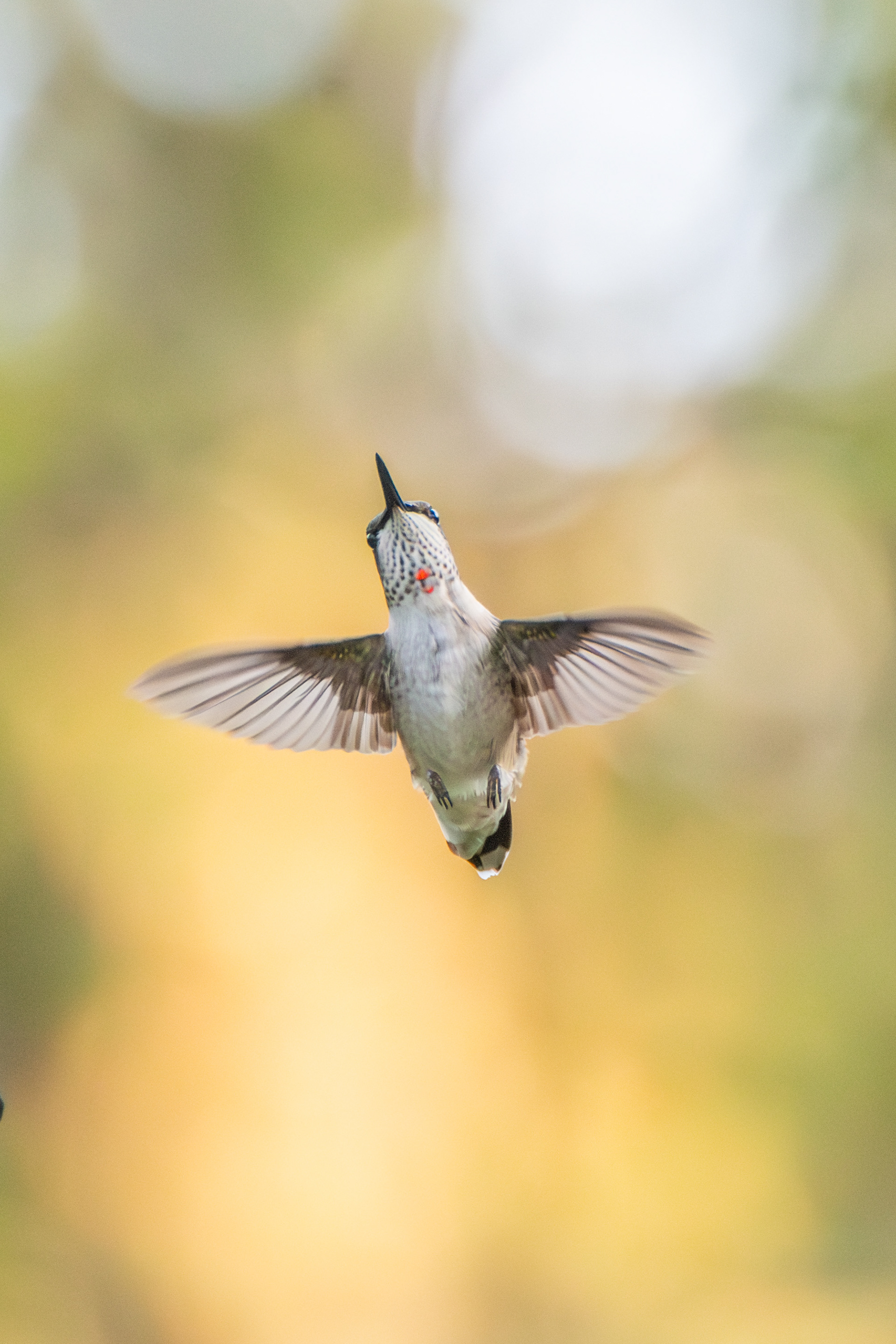 Ruby-throated Hummingbird