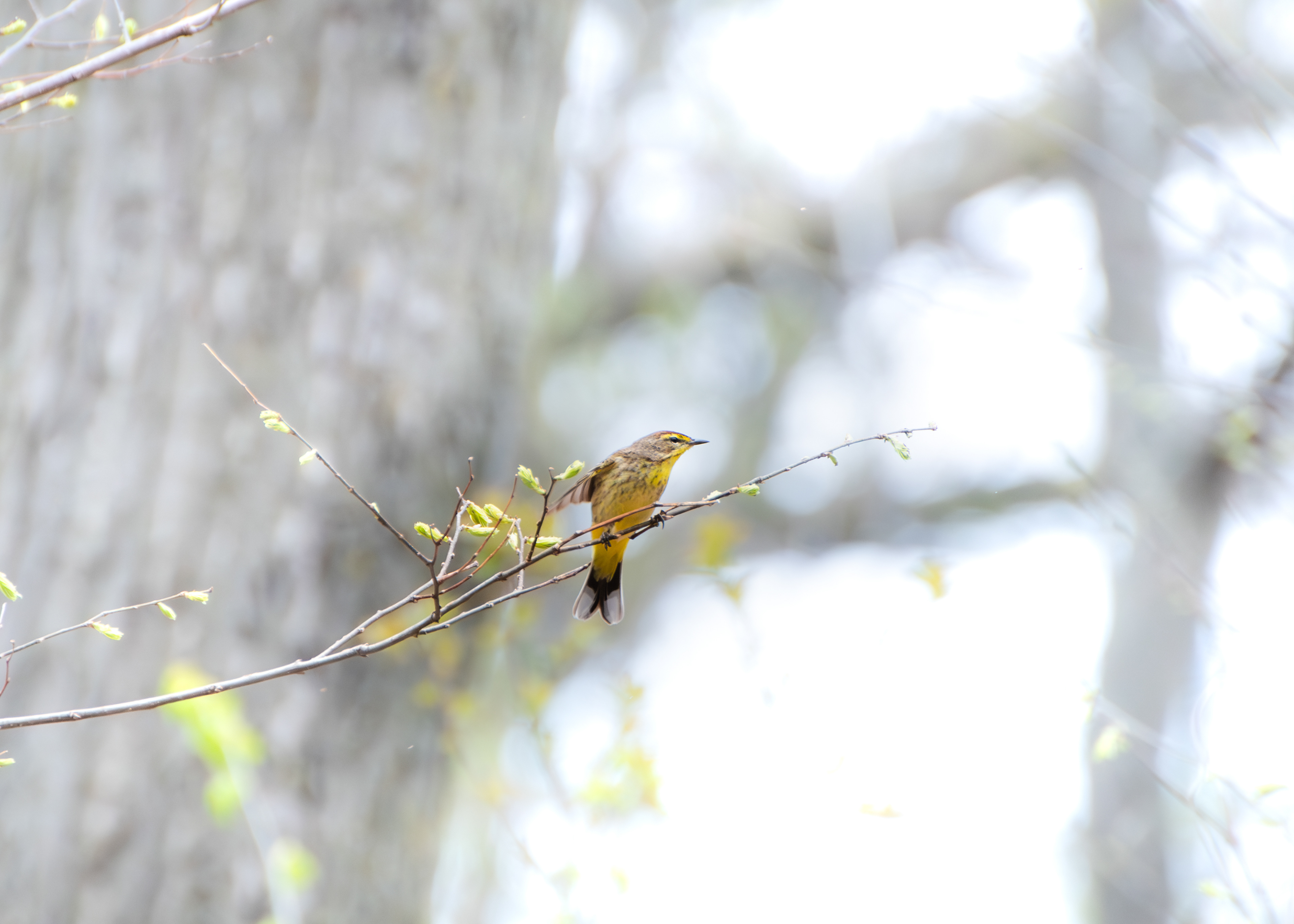 Palm Warbler