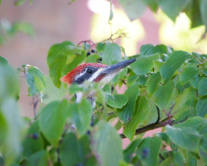Pileated Woodpecker