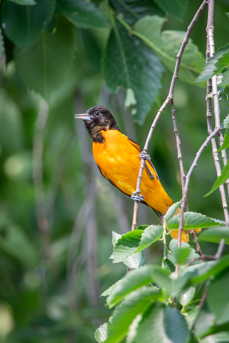 Baltimore Oriole