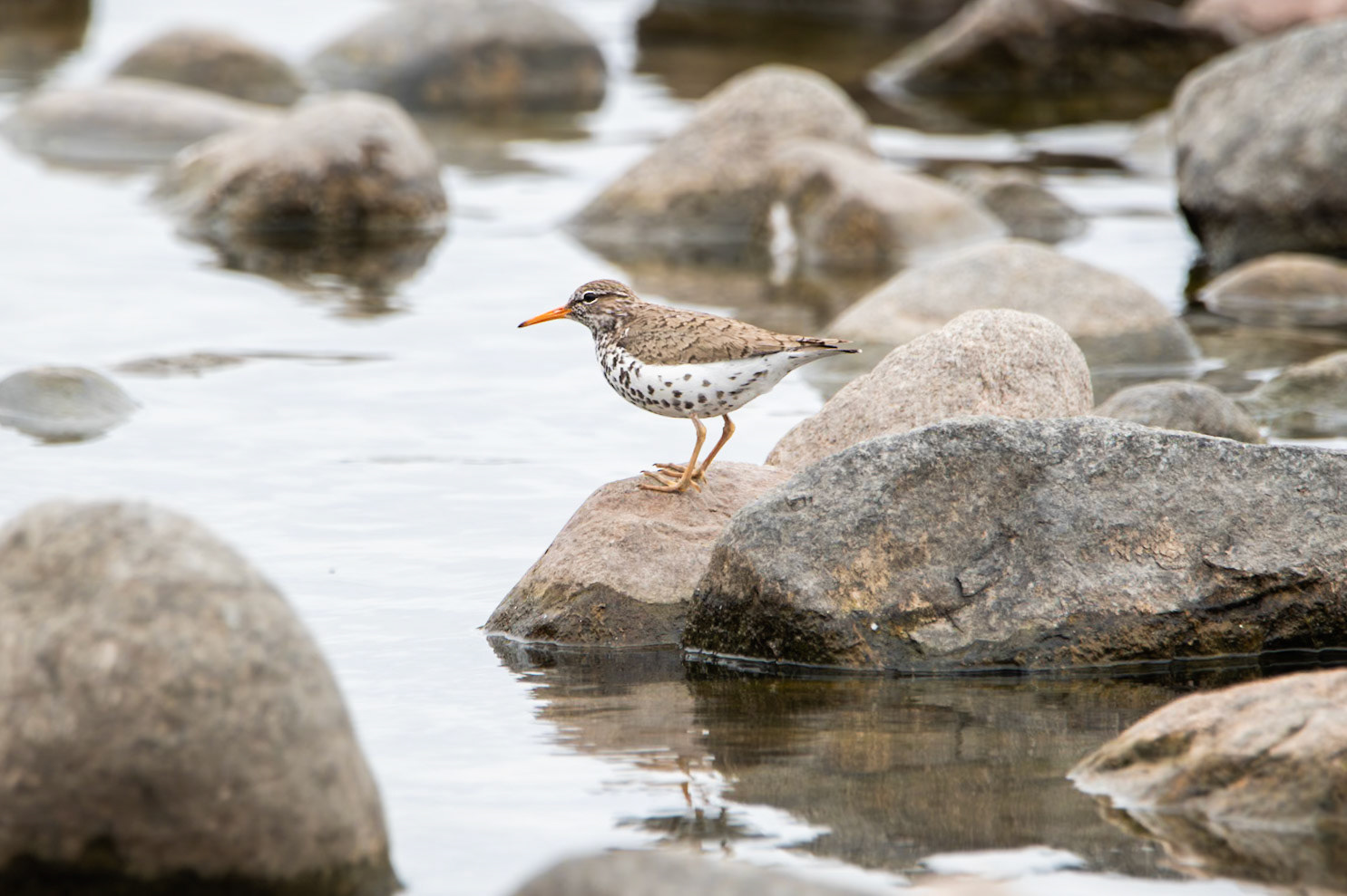 Spotted Sandpiper
