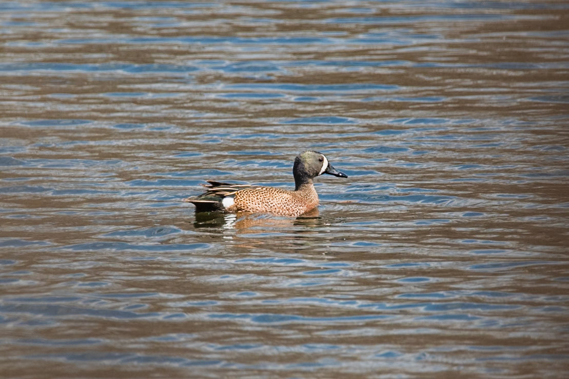 Blue Winged Teal