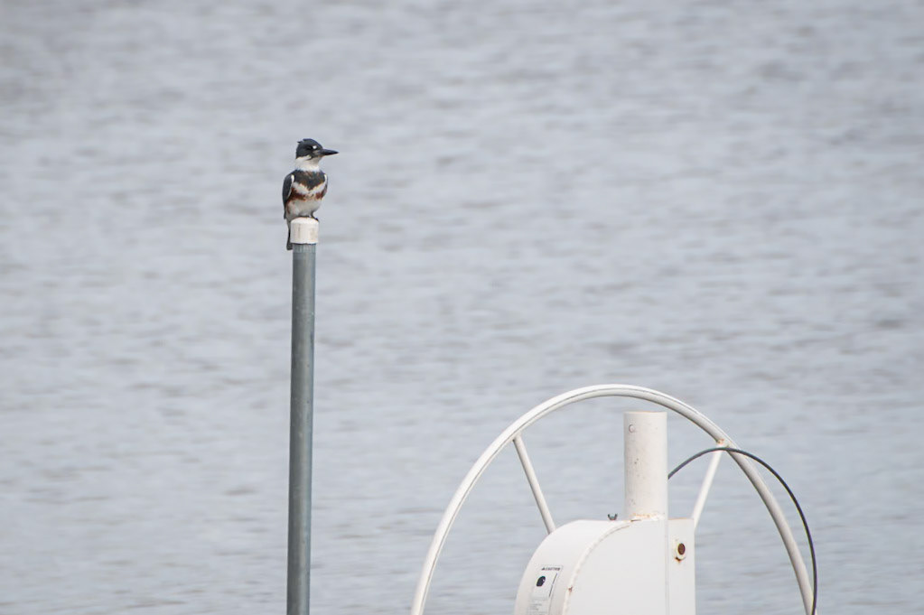 Kingfisher