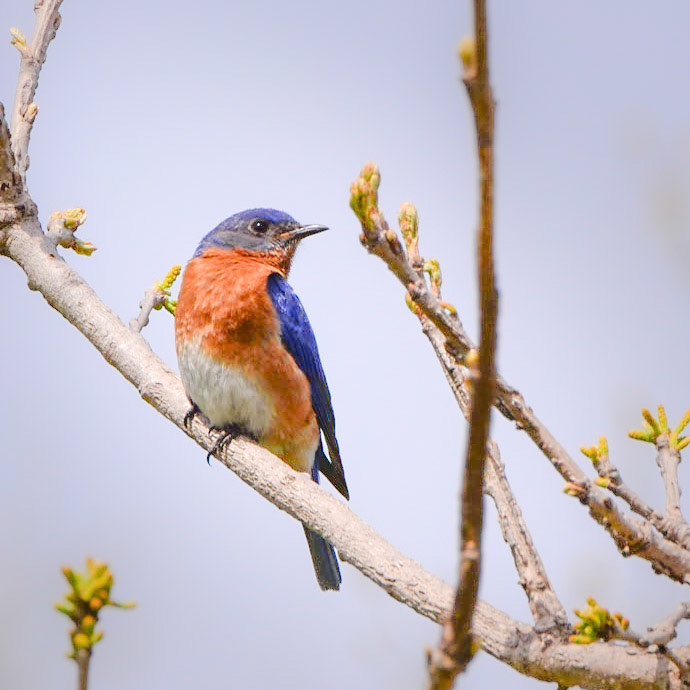 Eastern Bluebird