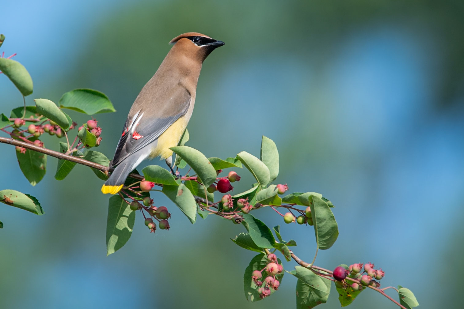Cedar Waxwing
