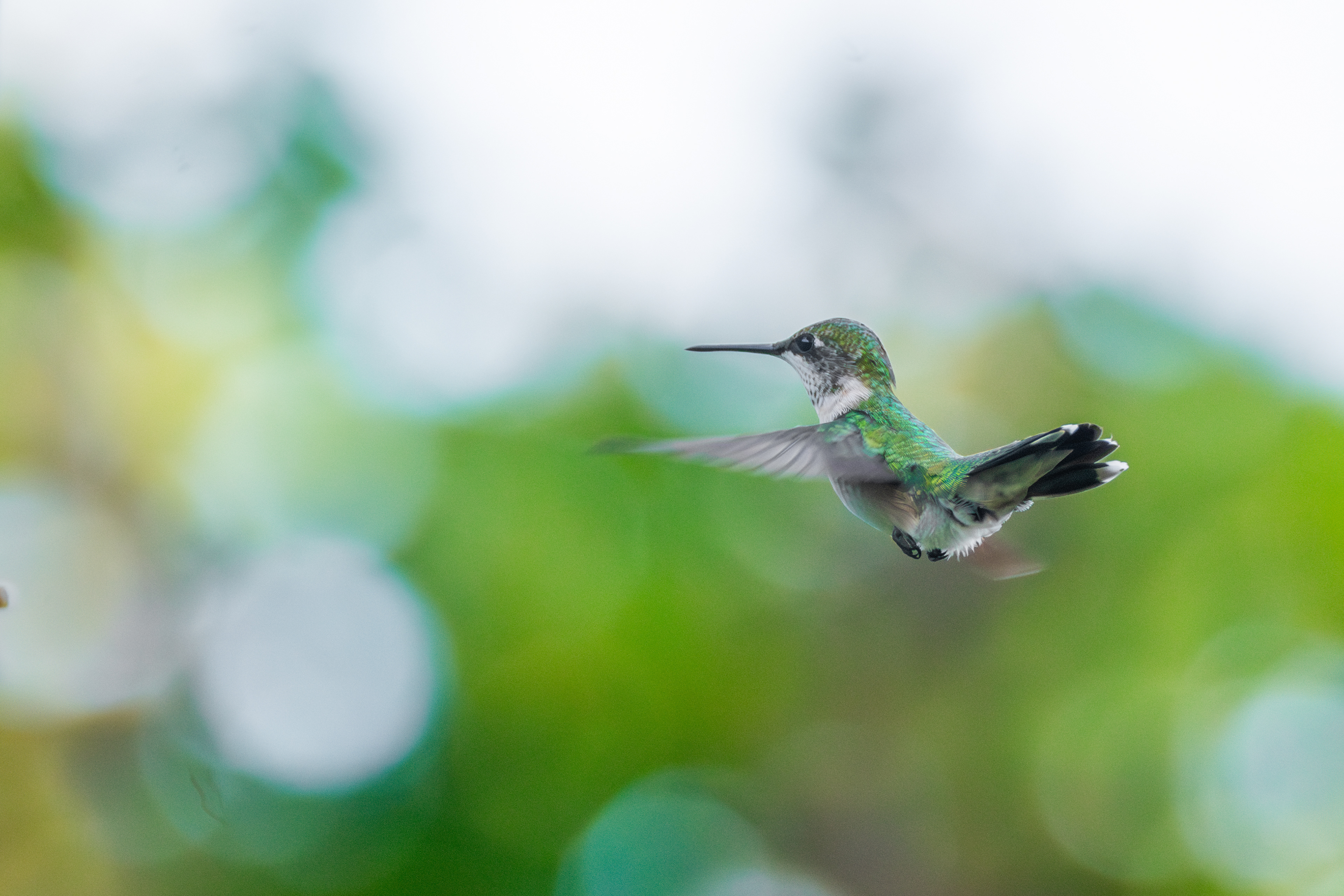 Ruby-throated Hummingbird