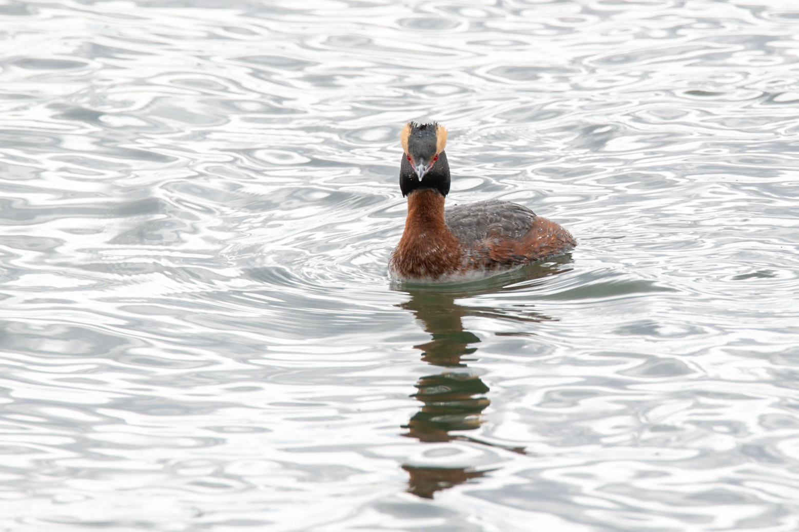 Horned Grebe