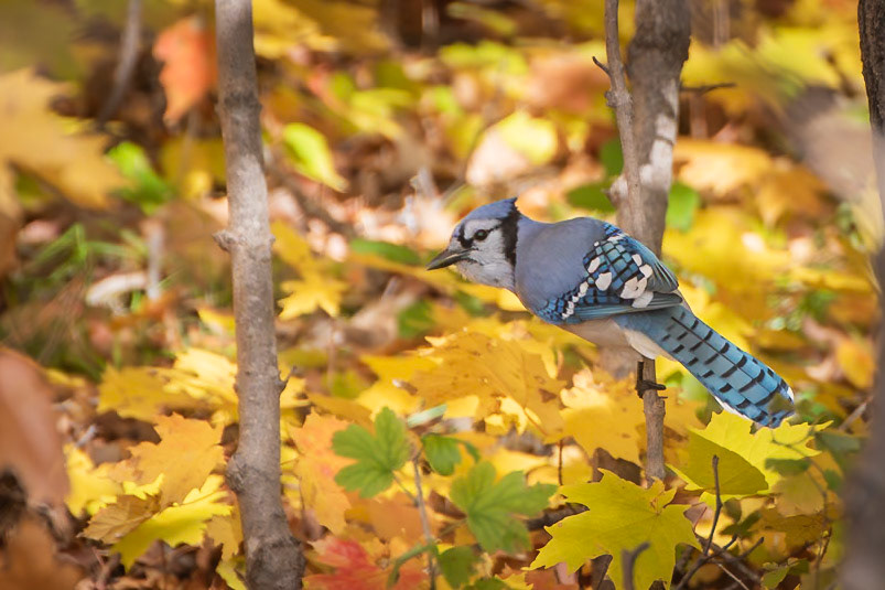 Blue Jay