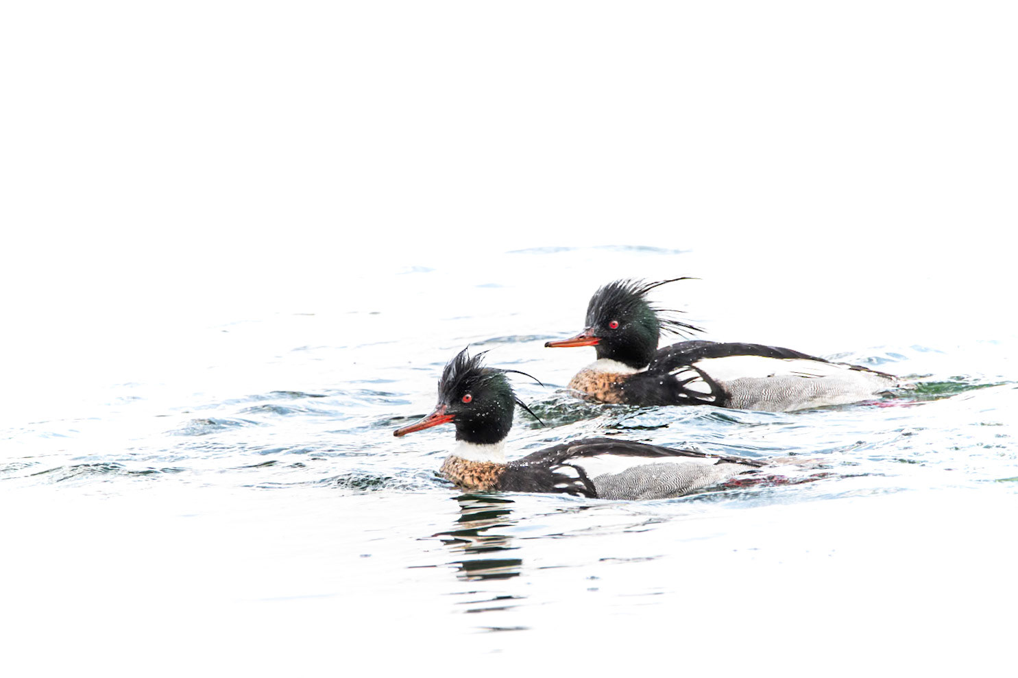Red-Breasted Merganser