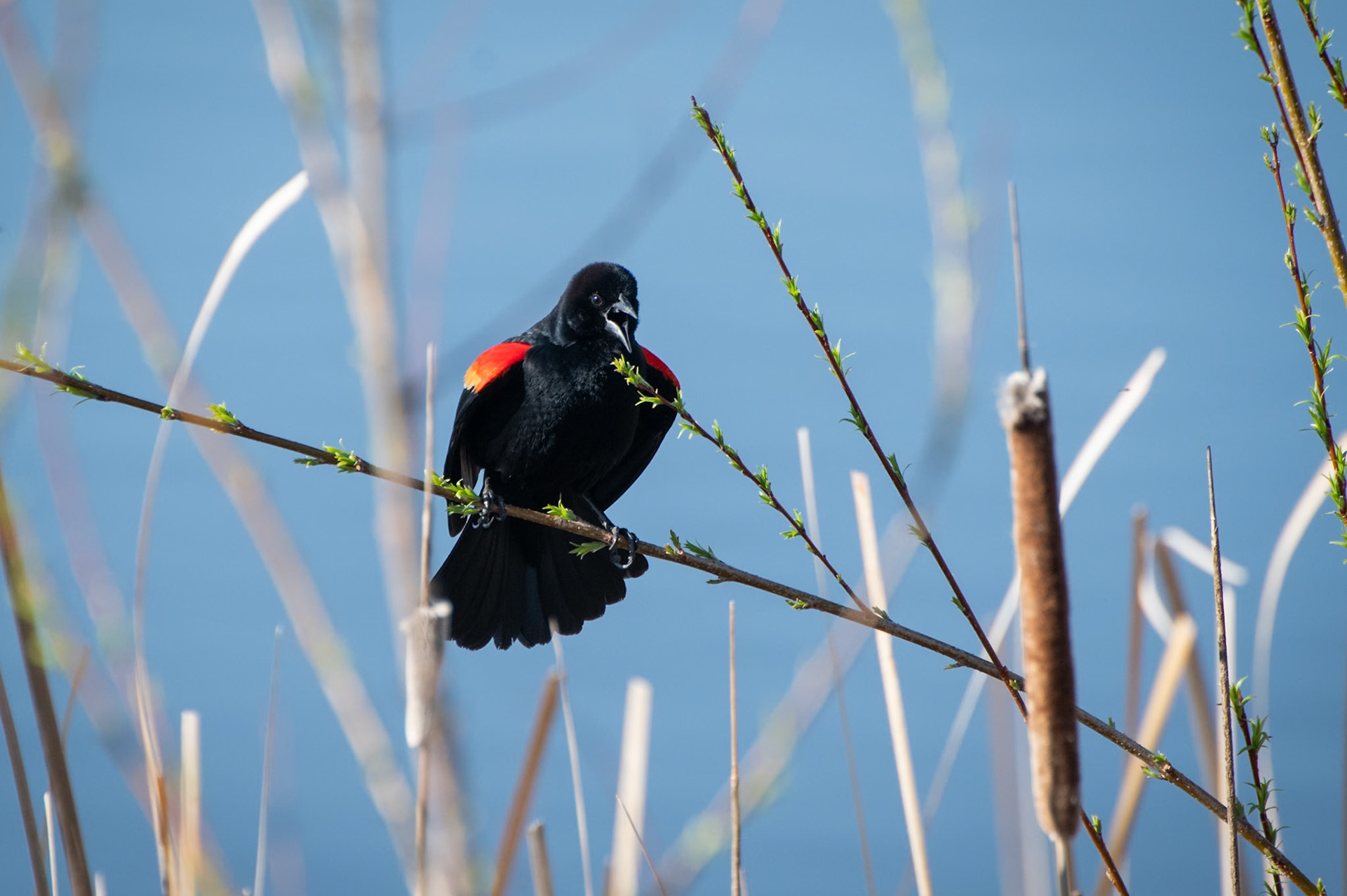 Red Winged Blackbird