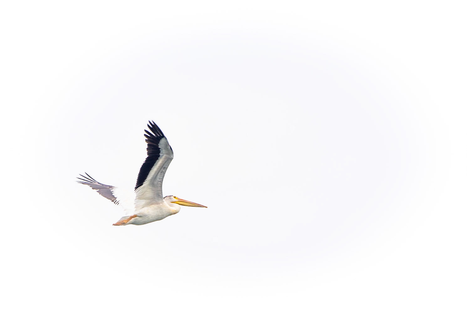American Pelican