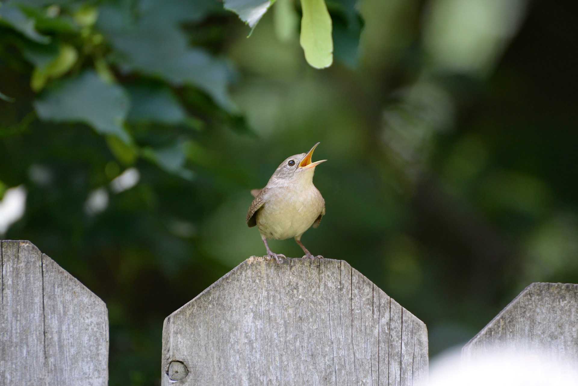 House Wren