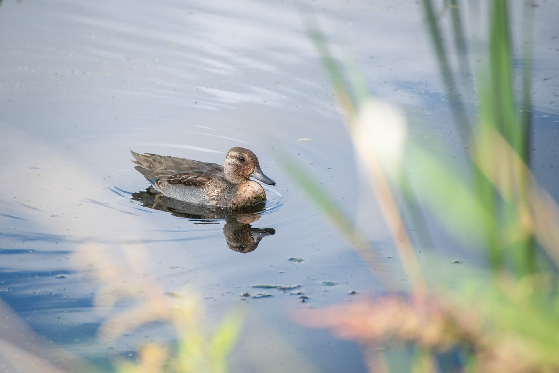 Green Winged Teal