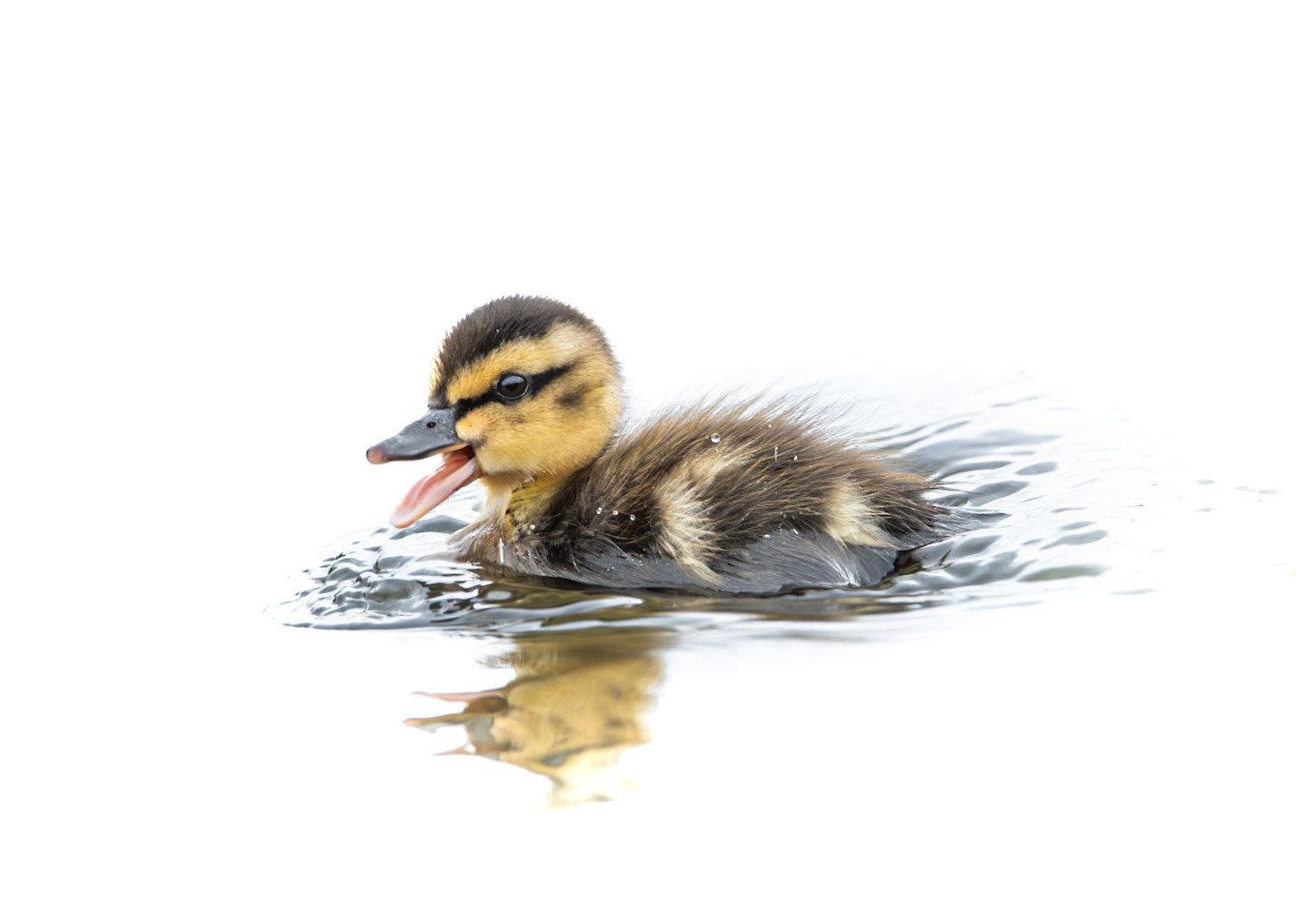 Mallard