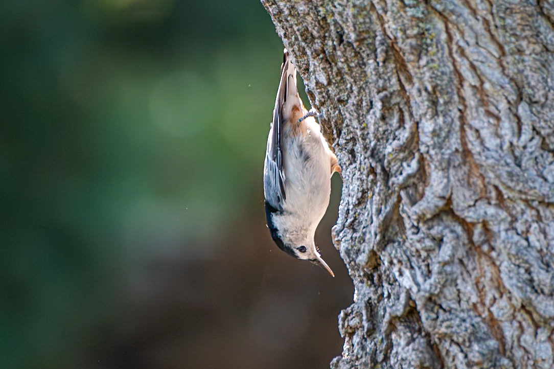 Nuthatch