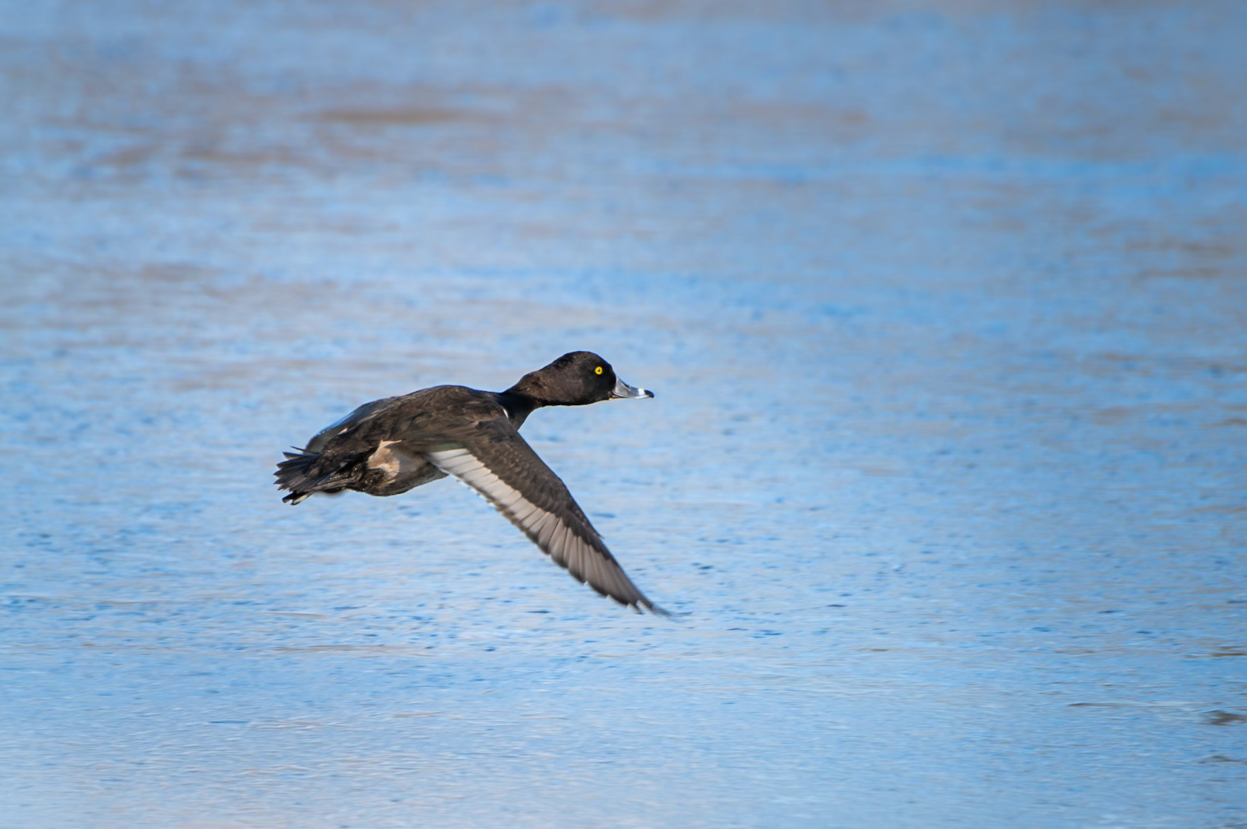 Ring Necked Duck