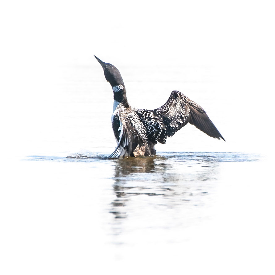 Common Loon