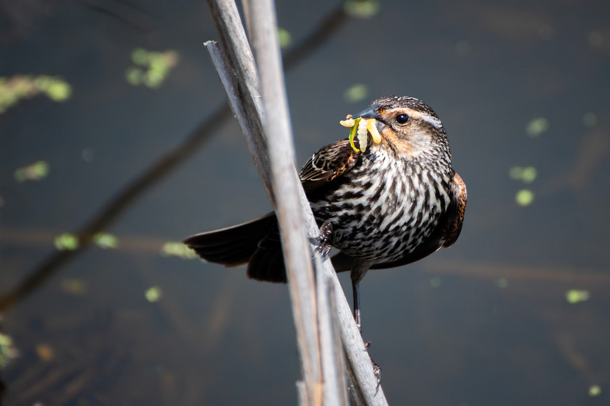 Red Winged Blackbird