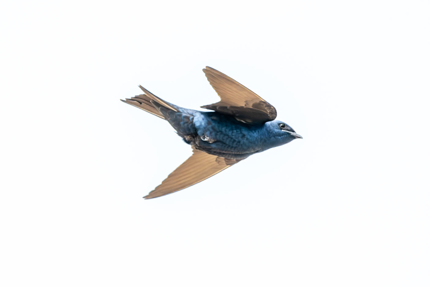 Purple Martin