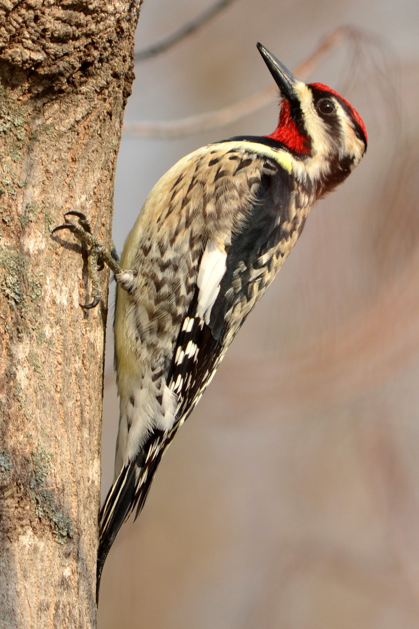 Yellow Bellied Sapsucker