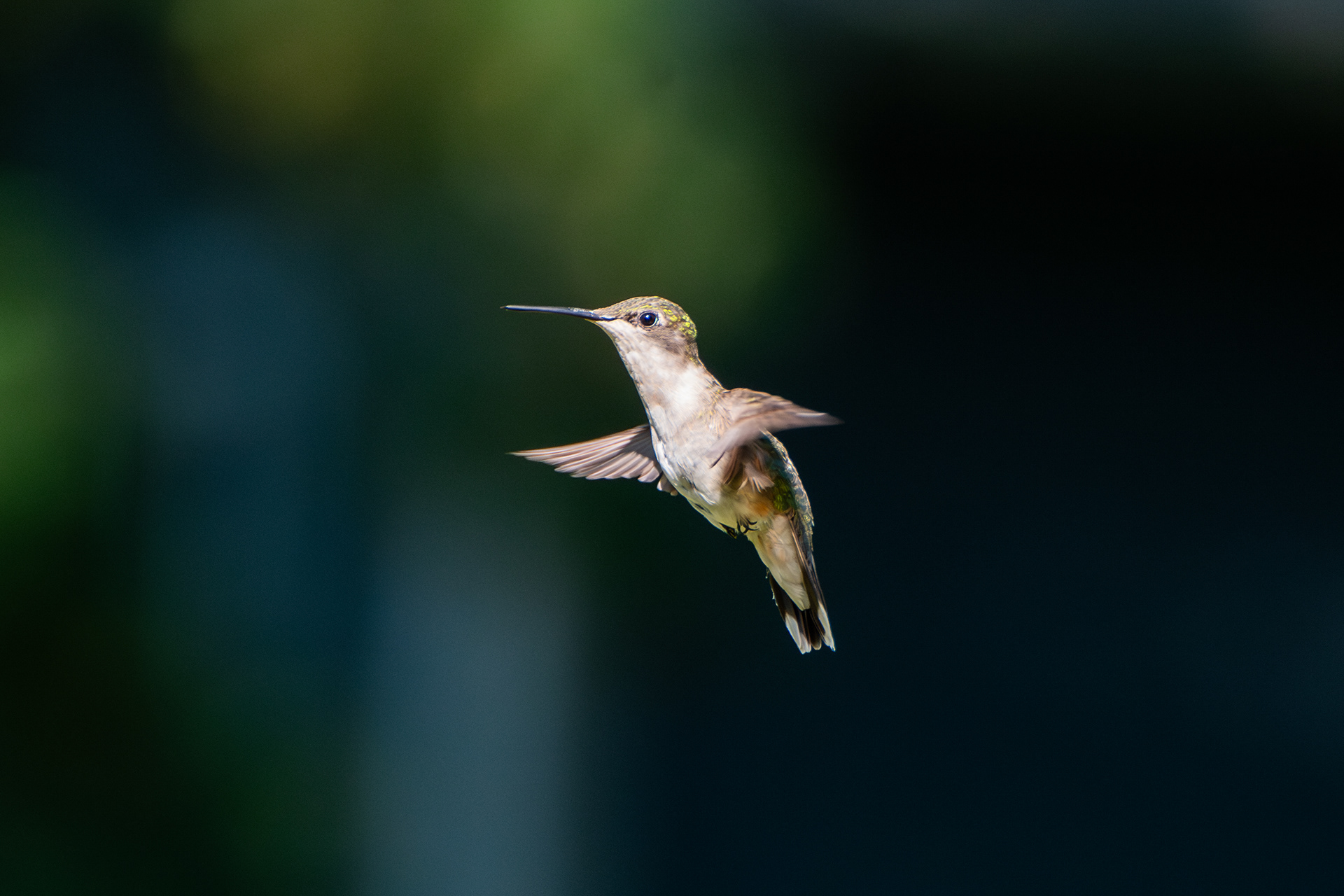 Ruby-throated Hummingbird