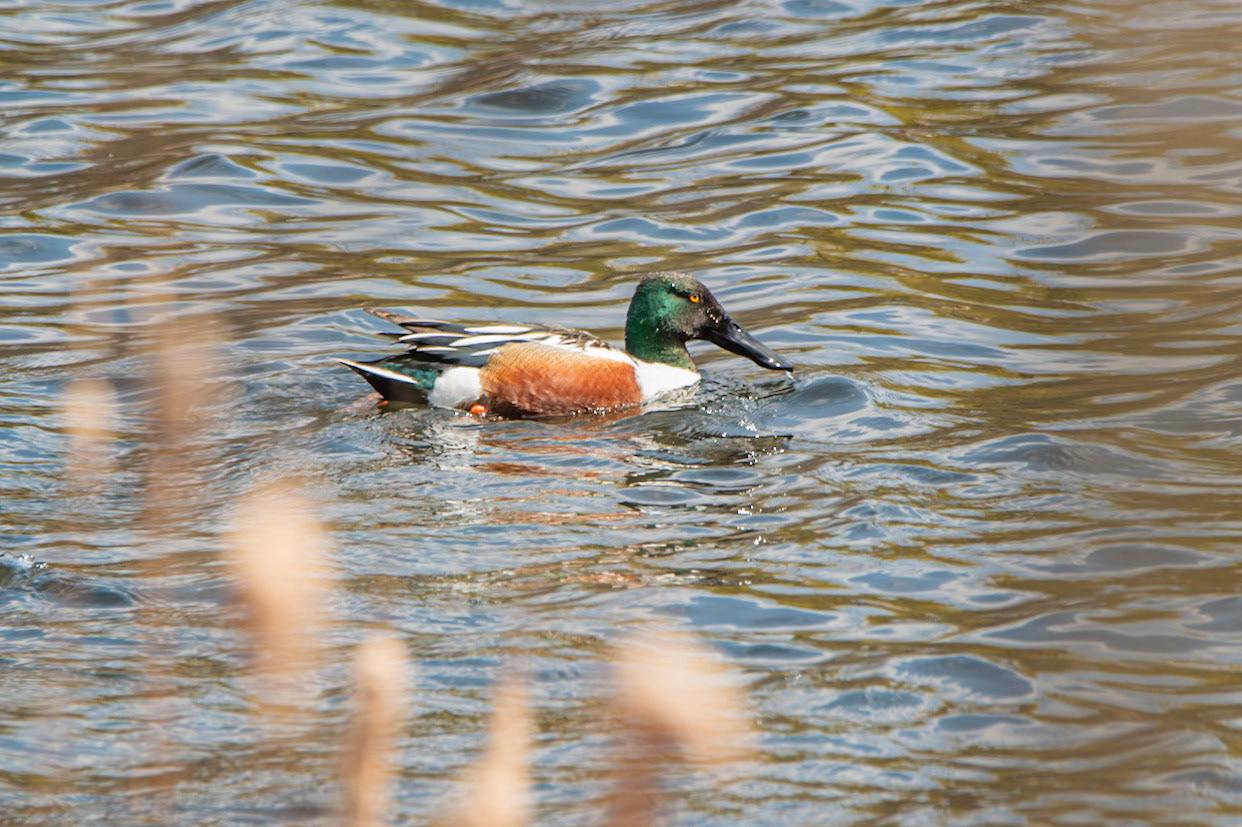 Northern Shoveler