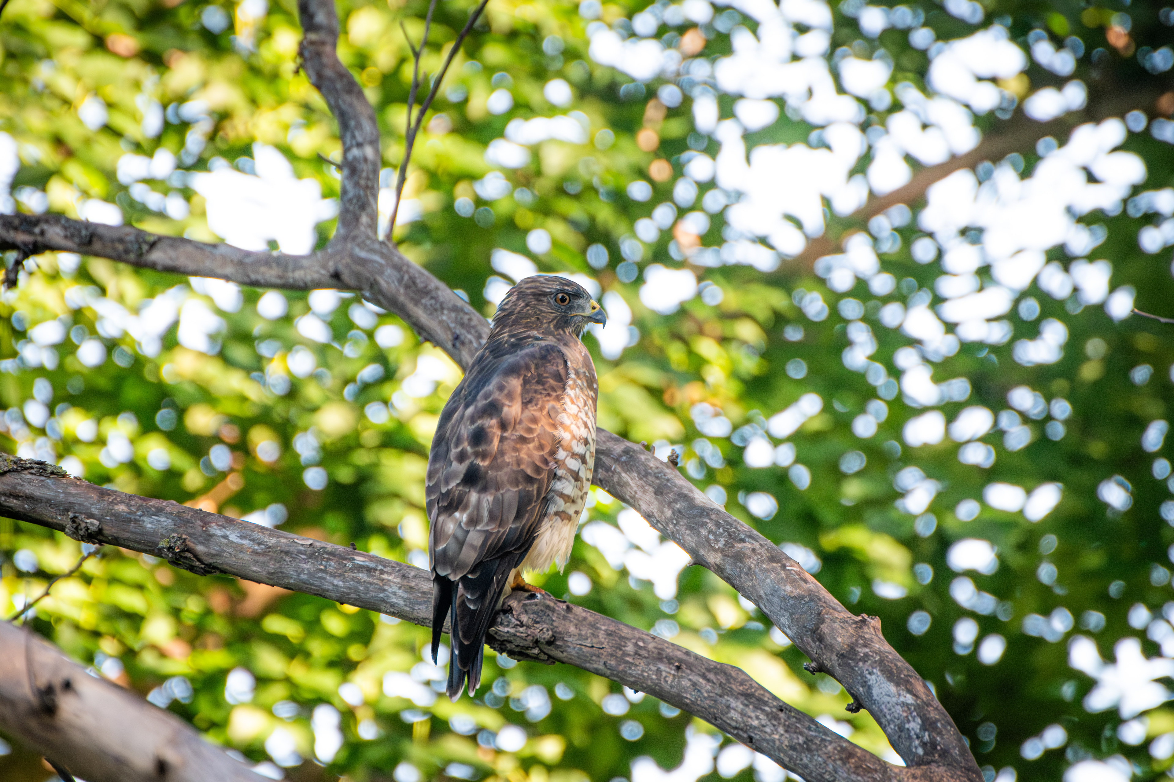 Hawk