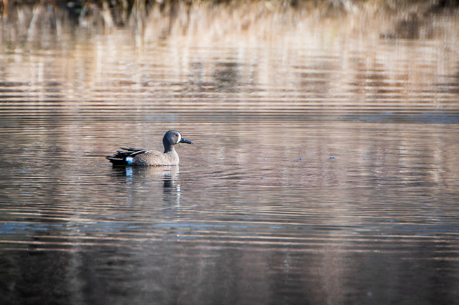 Blue Winged Teal