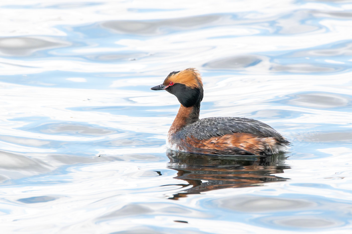 Horned Grebe