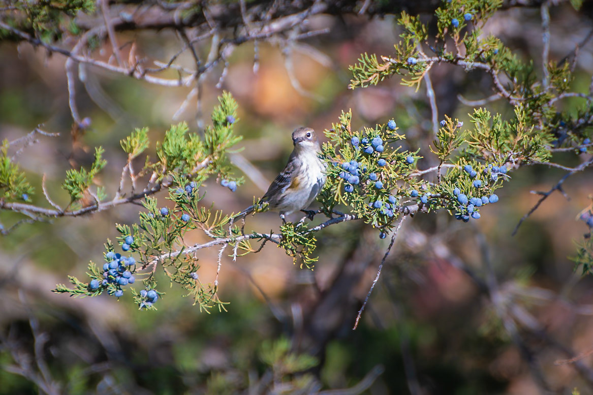 Yellow Rumped Warbler
