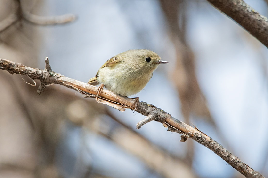 Ruby Crowned Kinglet