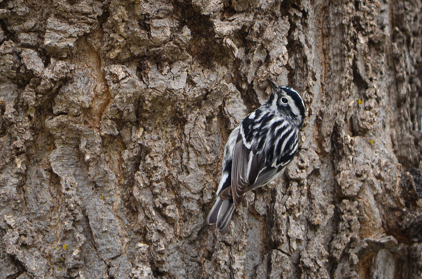 Black & White Warbler