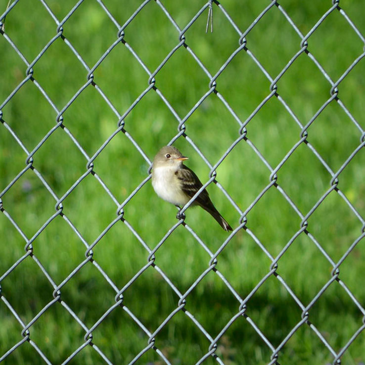 Least Flycatcher