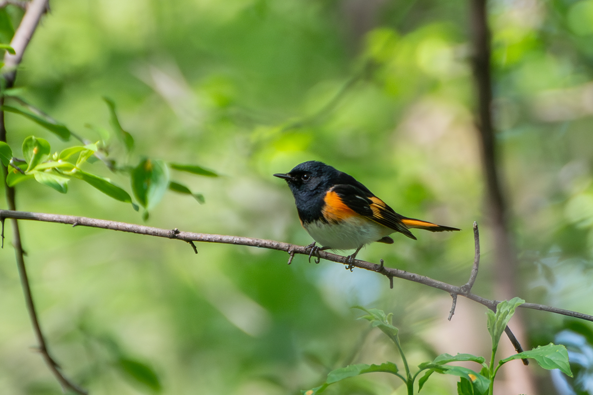 American Redstart