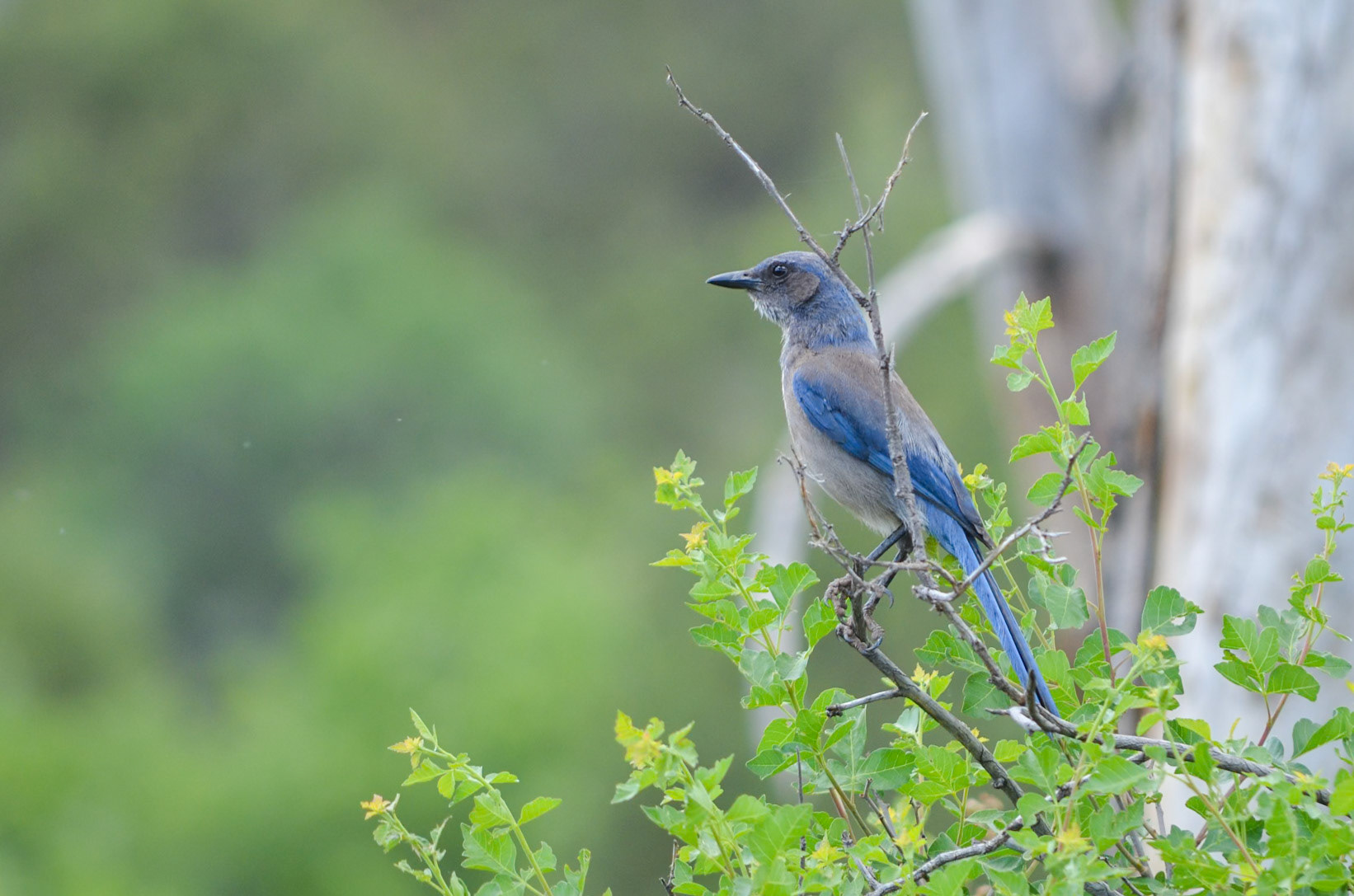 Western Scrub Jay