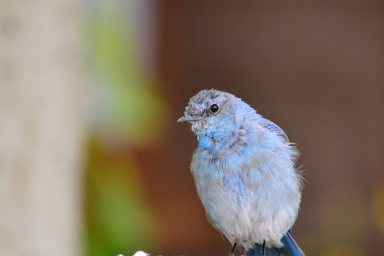 Mountain Bluebird