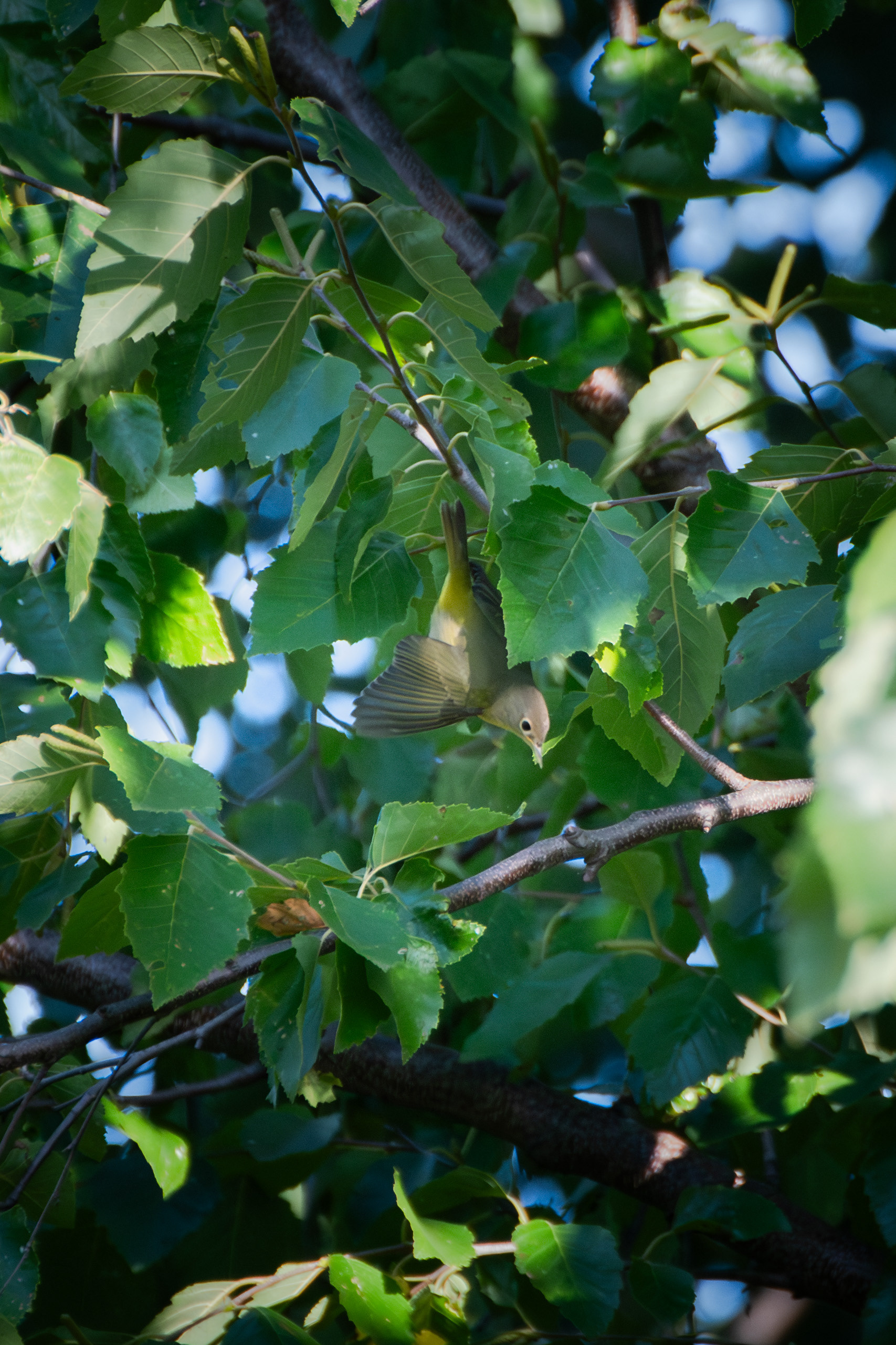 Tennessee Warbler