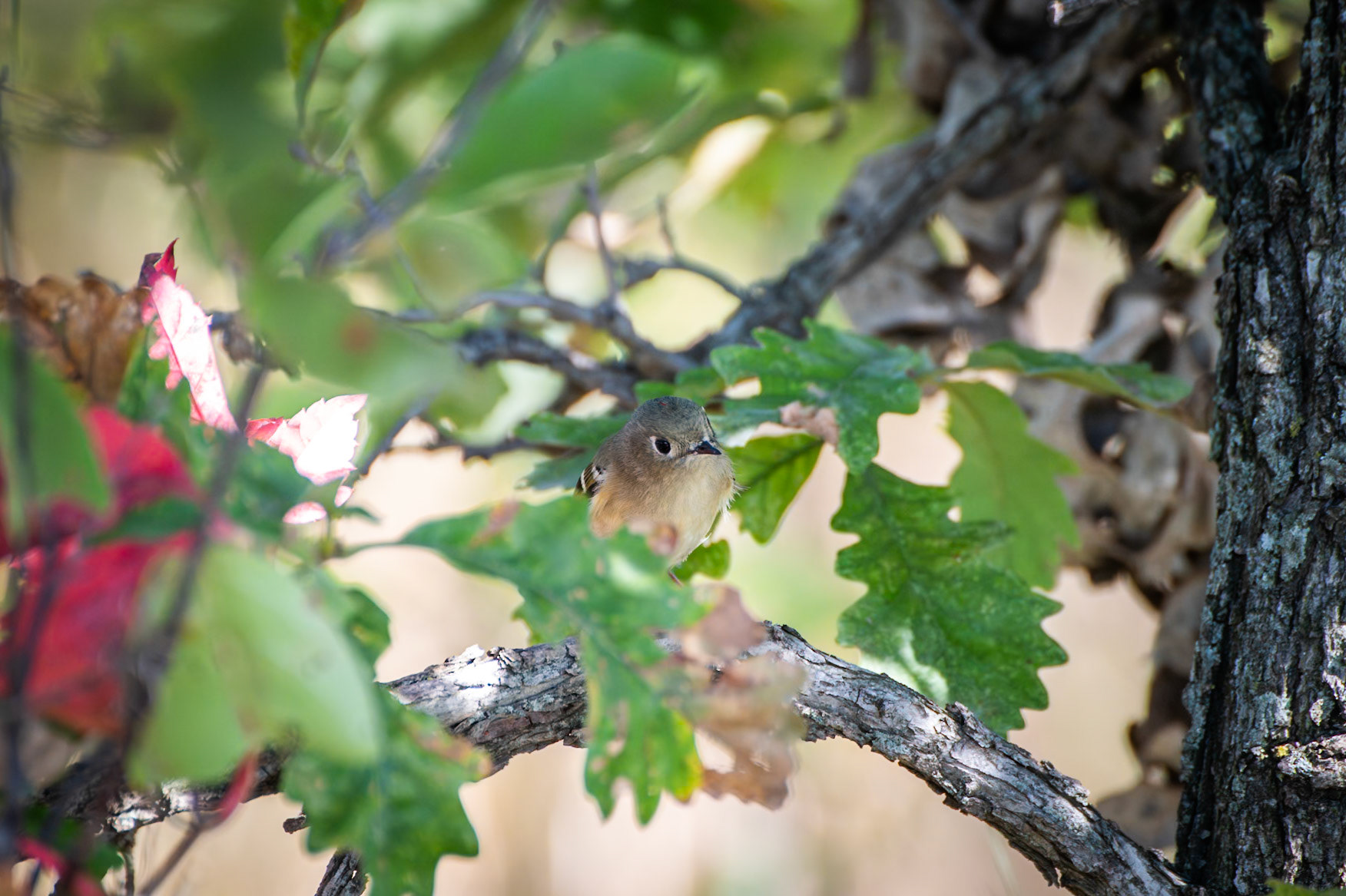 Ruby Crowned Kinglet