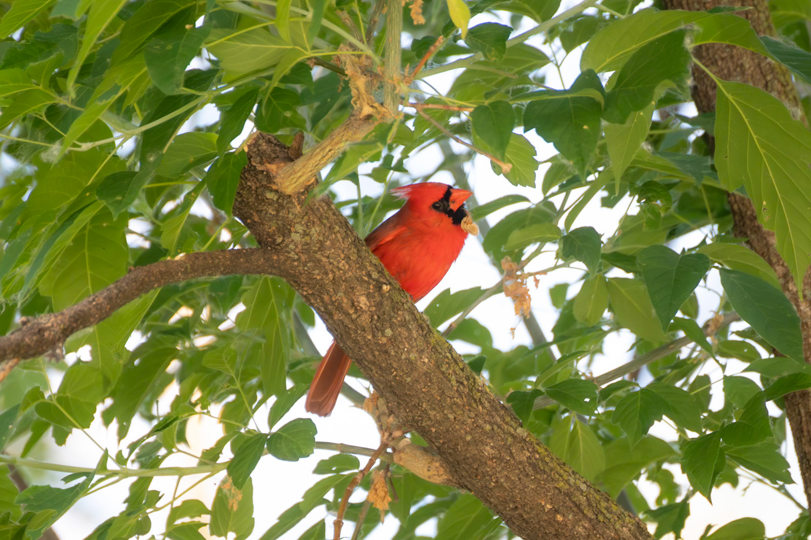 Northern Cardinal