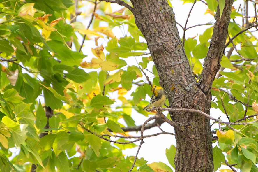 Black Throated Green Warbler
